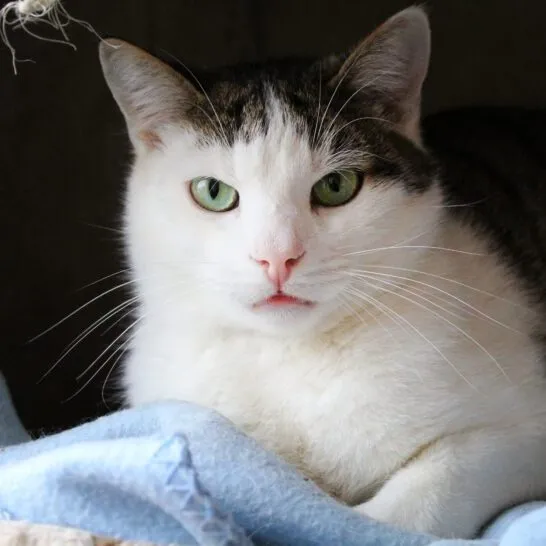 Kot do adopcji, Starogard Gdański, 20 marca 2024 (2/3)