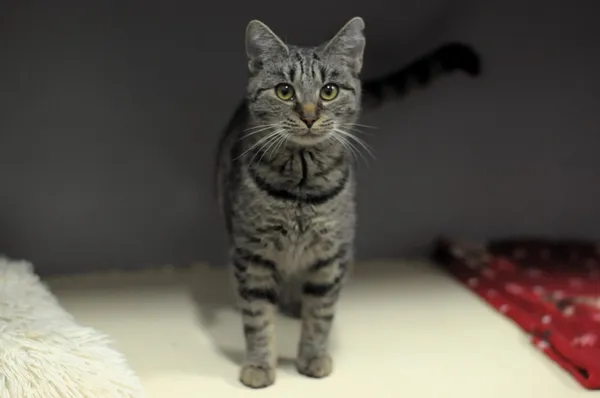 Kot do adopcji, Olsztyn, 2 sierpnia 2024 (1/2)