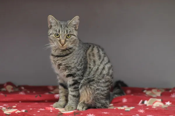 Kot do adopcji, Olsztyn, 2 sierpnia 2024 (2/2)