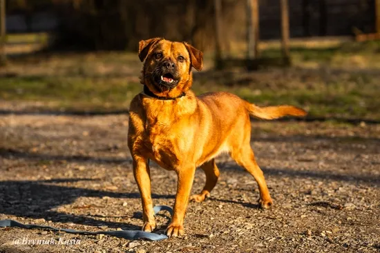 Pies do adopcji, Kraków, 26 czerwca 2018 (2/5)