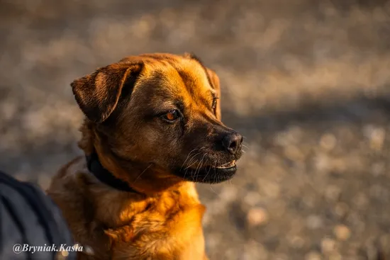 Pies do adopcji, Kraków, 26 czerwca 2018 (3/5)