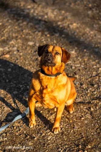 Pies do adopcji, Kraków, 26 czerwca 2018 (4/5)