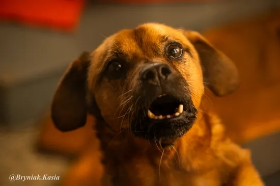Pies do adopcji, Kraków, 26 czerwca 2018 (5/5)