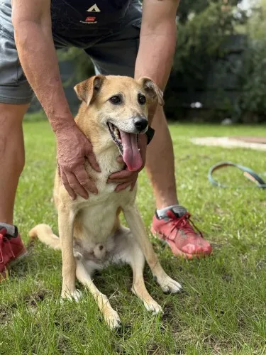 Pies do adopcji, Kraków, 1 sierpnia 2018 (4/5)