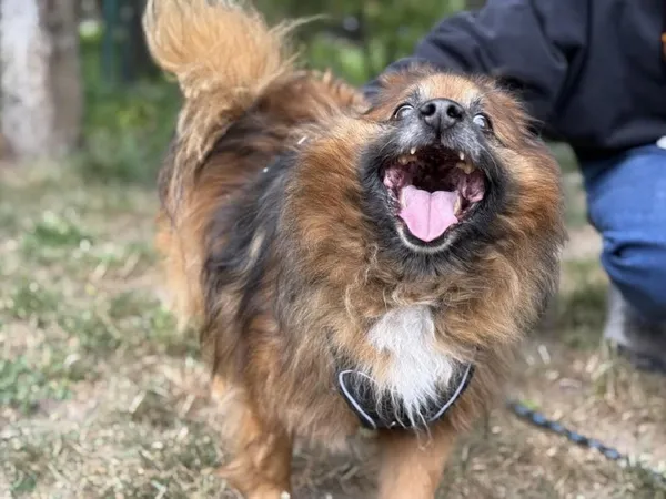 Pies do adopcji, Kraków, 10 maja 2021 (1/4)