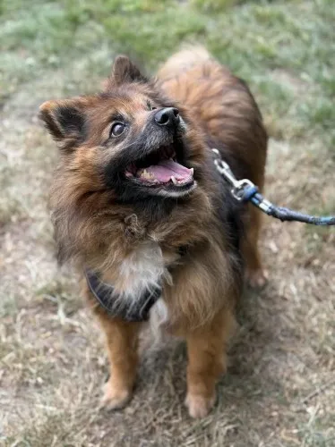 Pies do adopcji, Kraków, 10 maja 2021 (3/4)