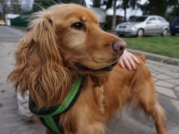 Pies do adopcji, Kraków, 25 czerwca 2021