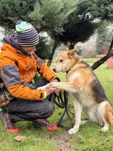 Pies do adopcji, Kraków, 20 grudnia 2021 (4/5)