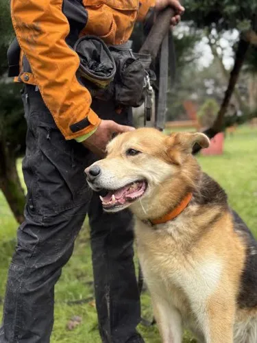 Pies do adopcji, Kraków, 20 grudnia 2021 (5/5)