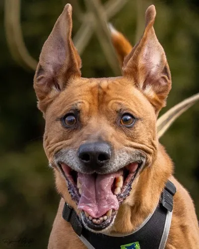 Pies do adopcji, Kraków, 23 kwietnia 2022 (1/5)