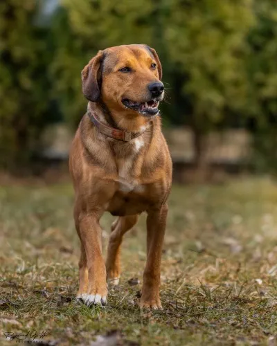 Pies do adopcji, Kraków, 30 maja 2022 (1/5)