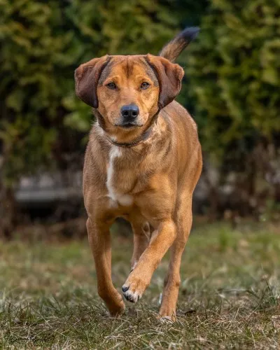 Pies do adopcji, Kraków, 30 maja 2022 (3/5)