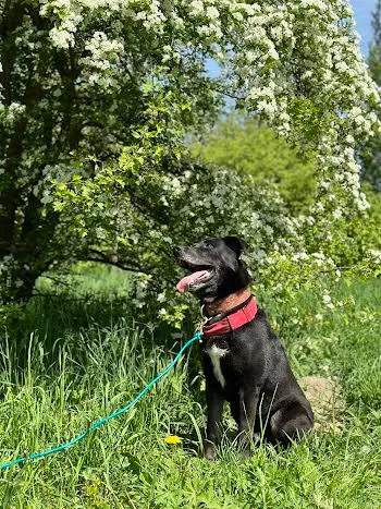 Pies do adopcji, Kraków, 1 sierpnia 2022 (1/5)