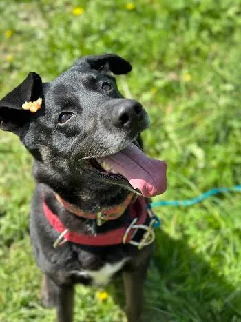 Pies do adopcji, Kraków, 1 sierpnia 2022 (2/5)