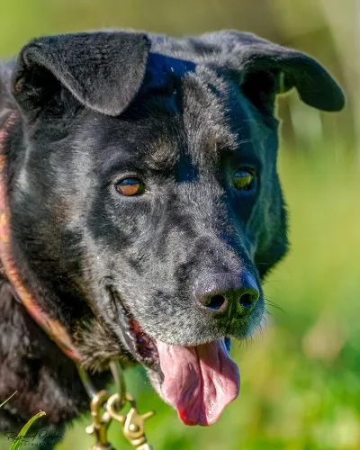 Pies do adopcji, Kraków, 1 sierpnia 2022 (4/5)