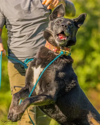 Pies do adopcji, Kraków, 1 sierpnia 2022 (5/5)