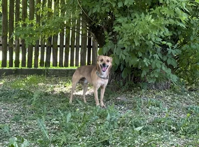 Pies do adopcji, Kraków, 4 września 2022