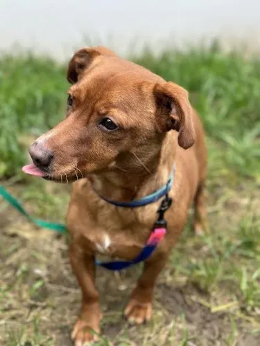 Pies do adopcji, Kraków, 27 października 2022 (2/5)