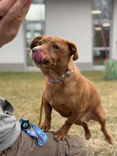 Pies do adopcji, Kraków, 27 października 2022 (3/5)