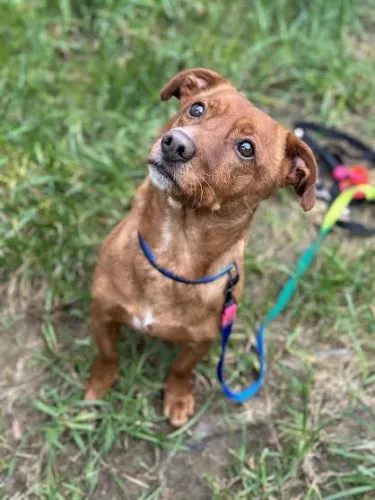 Pies do adopcji, Kraków, 27 października 2022 (4/5)