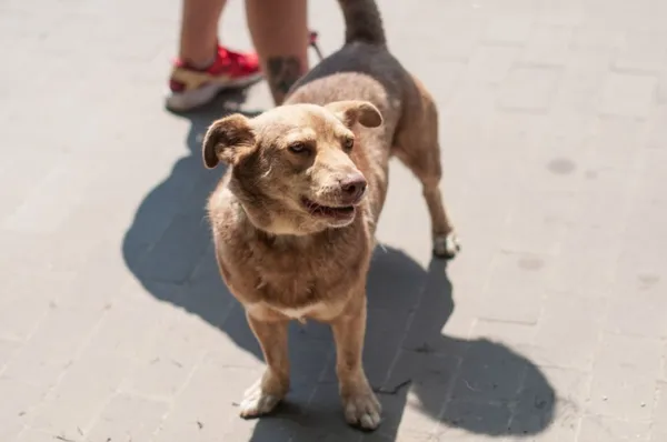 Pies do adopcji, Kraków, 5 kwietnia 2023 (3/4)