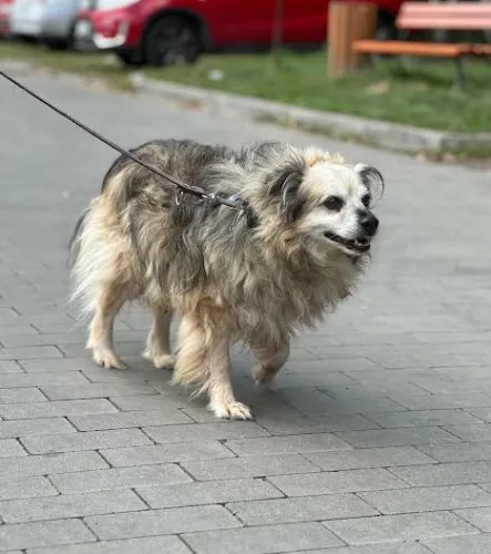 Pies do adopcji, Kraków, 6 czerwca 2023 (1/5)