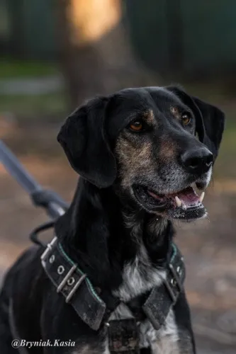 Pies do adopcji, Kraków, 31 sierpnia 2023 (1/5)