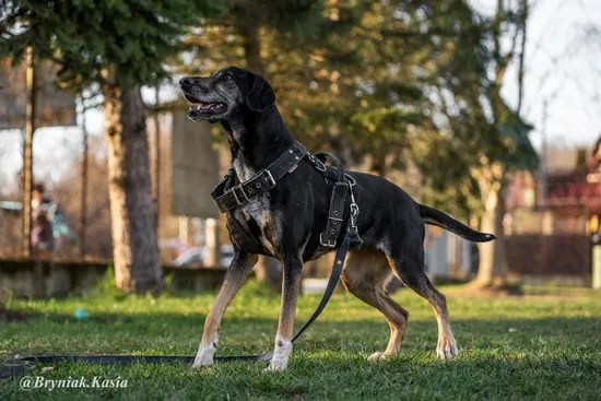 Pies do adopcji, Kraków, 31 sierpnia 2023 (3/5)