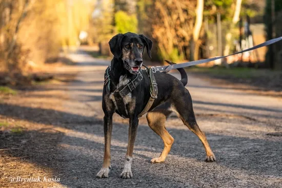 Pies do adopcji, Kraków, 31 sierpnia 2023 (4/5)