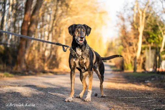 Pies do adopcji, Kraków, 31 sierpnia 2023 (5/5)