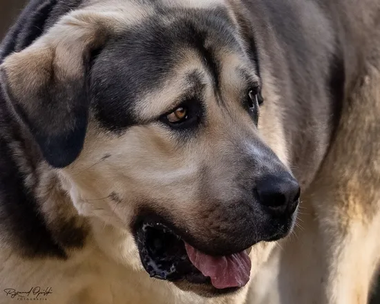 Pies do adopcji, Kraków, 23 stycznia 2024 (1/5)