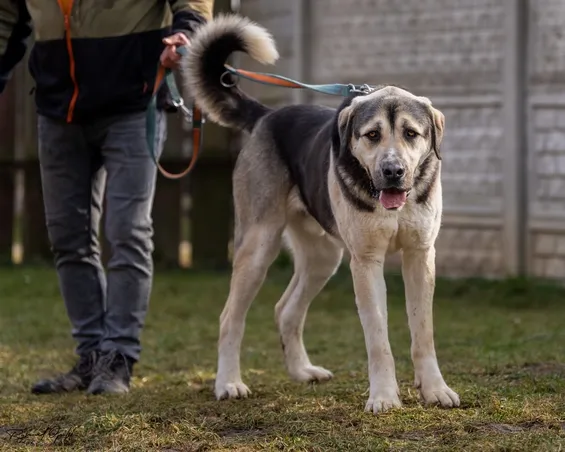 Pies do adopcji, Kraków, 23 stycznia 2024 (2/5)