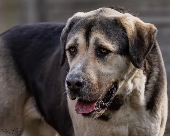 Pies do adopcji, Kraków, 23 stycznia 2024 (3/5)