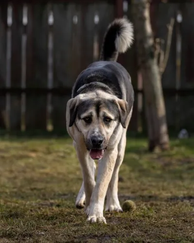 Pies do adopcji, Kraków, 23 stycznia 2024 (5/5)