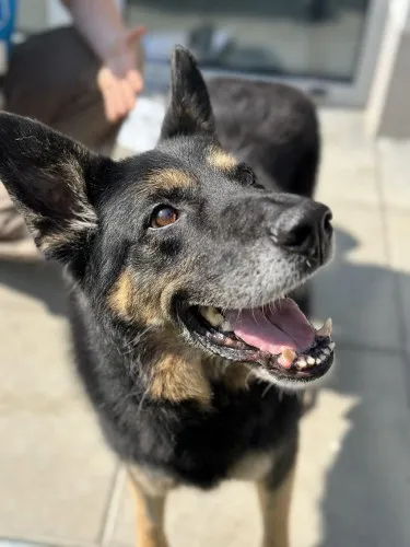 Pies do adopcji, Kraków, 26 stycznia 2024 (1/5)