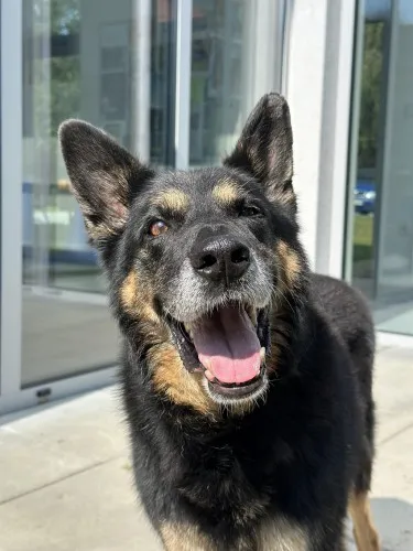 Pies do adopcji, Kraków, 26 stycznia 2024 (2/5)