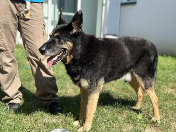 Pies do adopcji, Kraków, 26 stycznia 2024 (3/5)