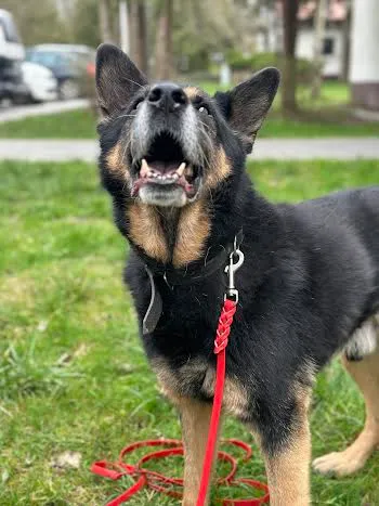 Pies do adopcji, Kraków, 26 stycznia 2024 (5/5)