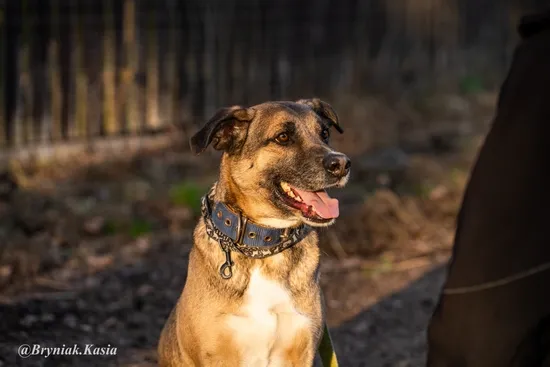 Pies do adopcji, Kraków, 8 maja 2024 (2/5)