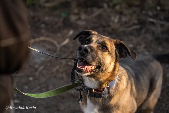 Pies do adopcji, Kraków, 8 maja 2024 (3/5)