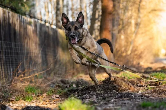 Pies do adopcji, Kraków, 8 maja 2024 (4/5)