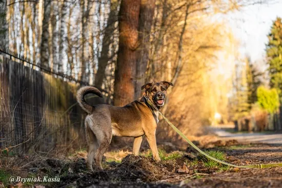 Pies do adopcji, Kraków, 8 maja 2024 (5/5)