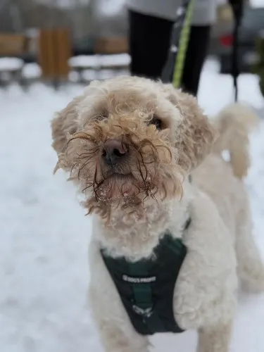 Pies do adopcji, Kraków, 10 maja 2024 (3/5)