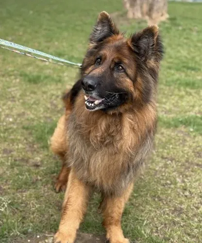 Pies do adopcji, Kraków, 21 maja 2024 (1/5)