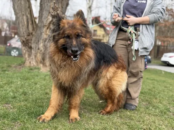 Pies do adopcji, Kraków, 21 maja 2024 (3/5)