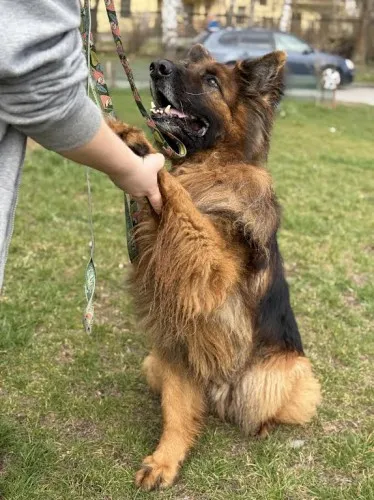 Pies do adopcji, Kraków, 21 maja 2024 (4/5)