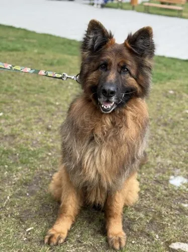 Pies do adopcji, Kraków, 21 maja 2024 (5/5)