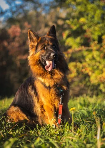 Pies do adopcji, Kraków, 17 sierpnia 2024 (3/5)