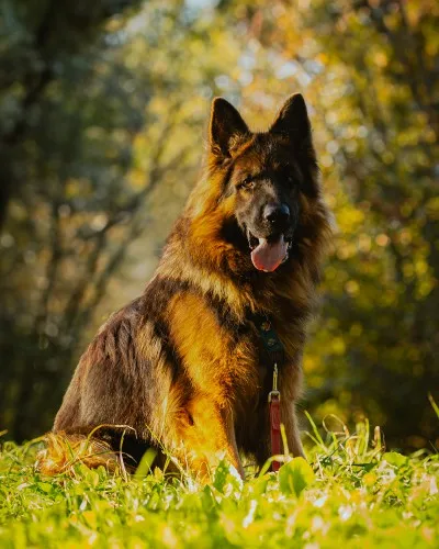 Pies do adopcji, Kraków, 17 sierpnia 2024 (5/5)