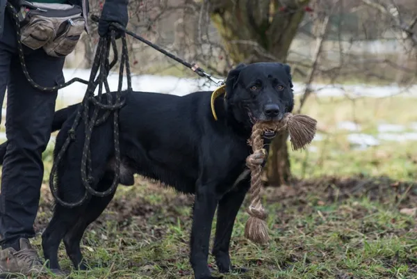 Pies do adopcji, Kraków, 20 sierpnia 2024 (3/5)